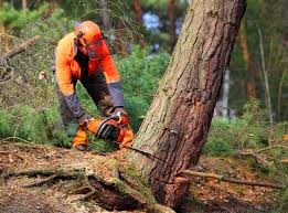  Quincy, MA Tree Removal and Landscaping Services Pros